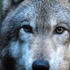 GrayWolf