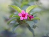 Beautiful Blossoms — цветы для рабочего стола Windows 8.1 и RT