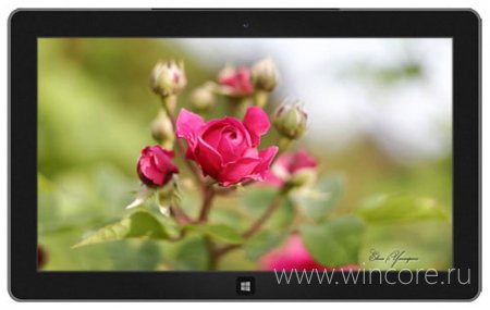 Beautiful Blossoms — цветы для рабочего стола Windows 8.1 и RT
