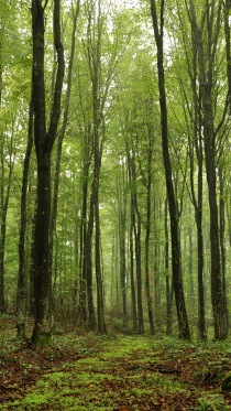 Nature      