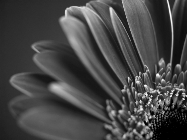 Black and White Photography  -     