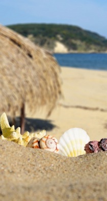 Seashells and Sand        