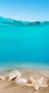 Seashells and Sand        