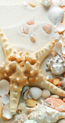 Seashells and Sand        