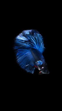 Amoled Fish    