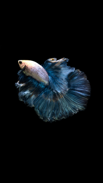 Amoled Fish    