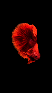 Amoled Fish — красочные мобильные обои