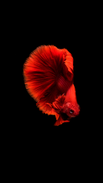 Amoled Fish    