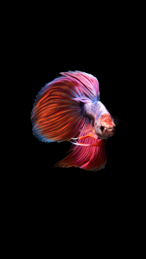 Amoled Fish    