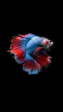 Amoled Fish    