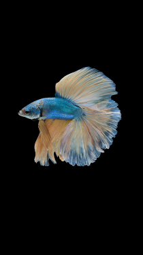 Amoled Fish — красочные мобильные обои