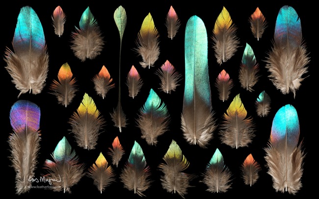 Feather Photos      