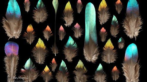 Feather Photos      