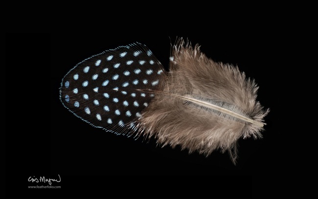 Feather Photos      