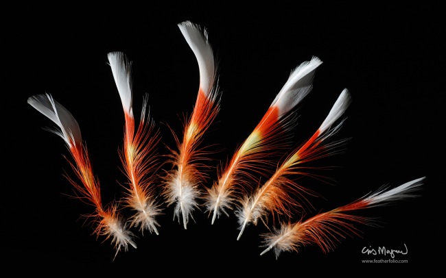 Feather Photos      