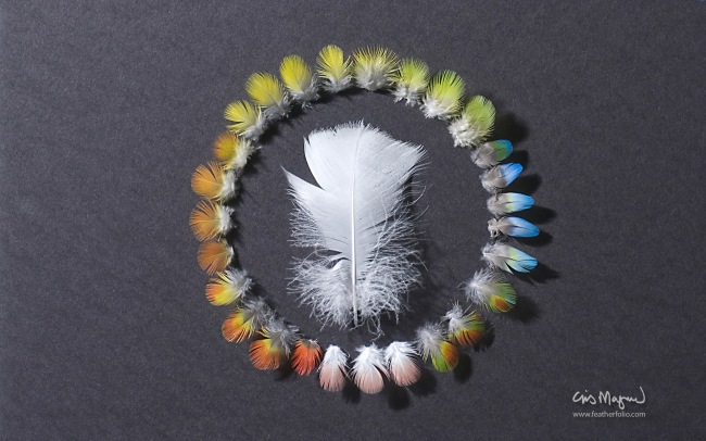 Feather Photos      