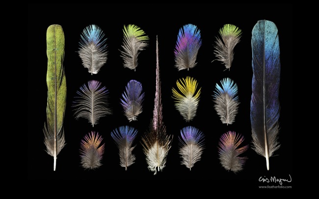 Feather Photos — необычные обои для рабочего стола