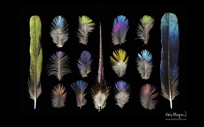 Feather Photos      