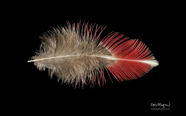 Feather Photos — необычные обои для рабочего стола