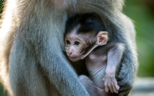 Baby Animals     