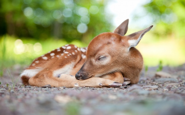 Baby Animals     