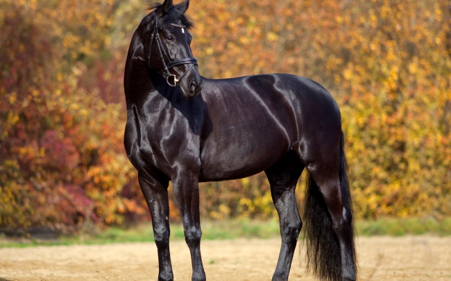 Beauty of Horses — красота, сила и грация