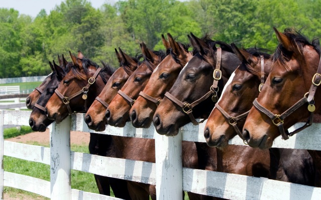 Beauty of Horses  ,   