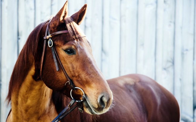 Beauty of Horses  ,   