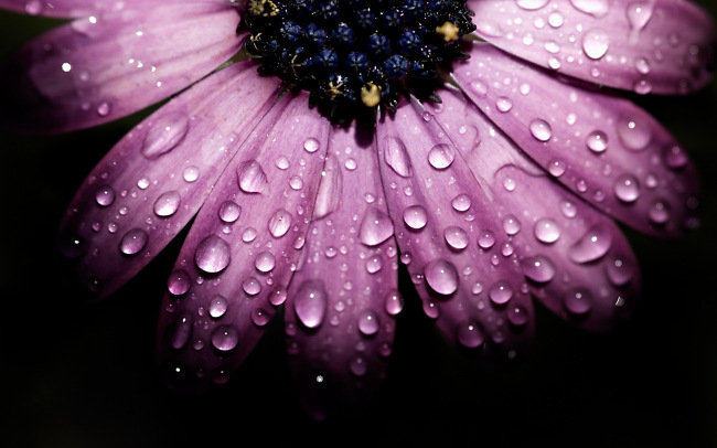 Macro Flowers     