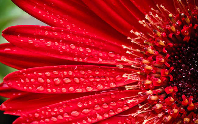 Macro Flowers — цветы для рабочего стола