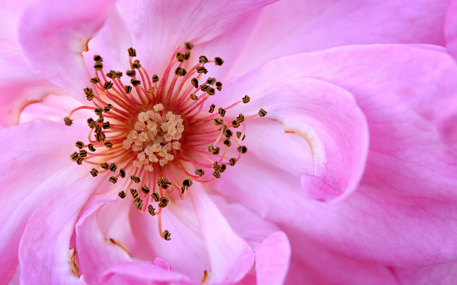 Macro Flowers     