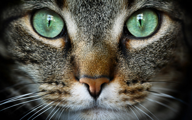 Cat Expressions — котики для рабочего стола