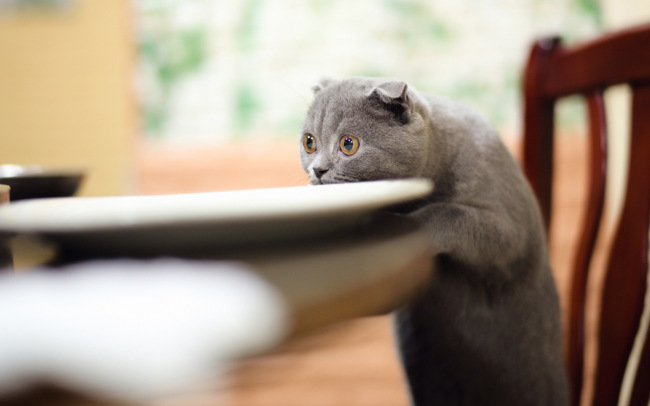 Cat Expressions — котики для рабочего стола