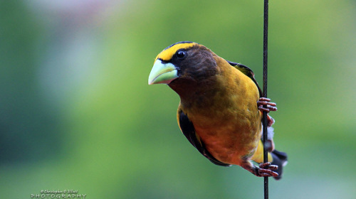 PNW Birds — картинки из жизни пернатых