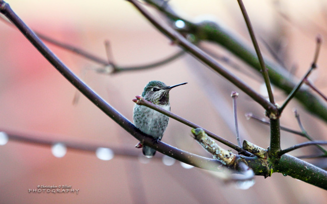 PNW Birds     