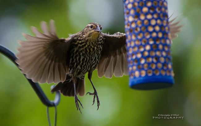 PNW Birds     