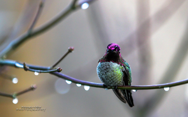 PNW Birds     