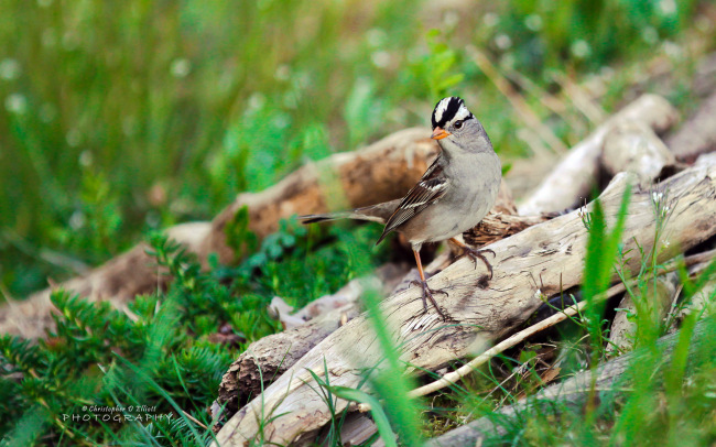 PNW Birds     