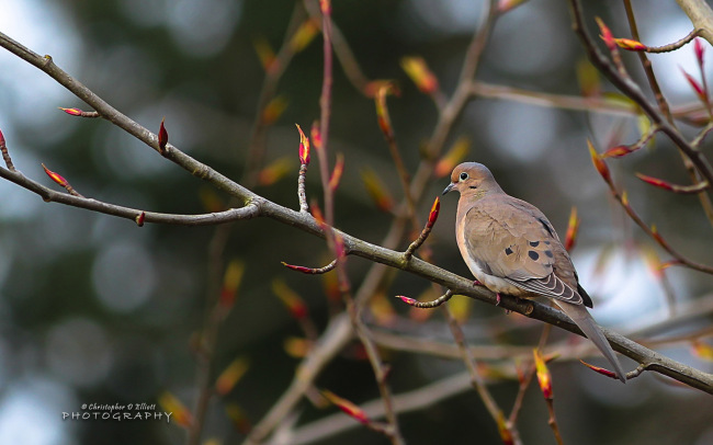 PNW Birds     