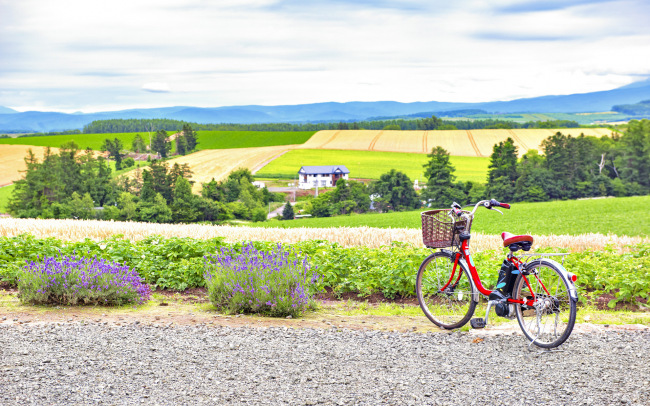 Bicycles    