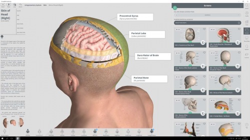 ��� Windows ������� ������������� ����� �������� �������� Complete Anatomy